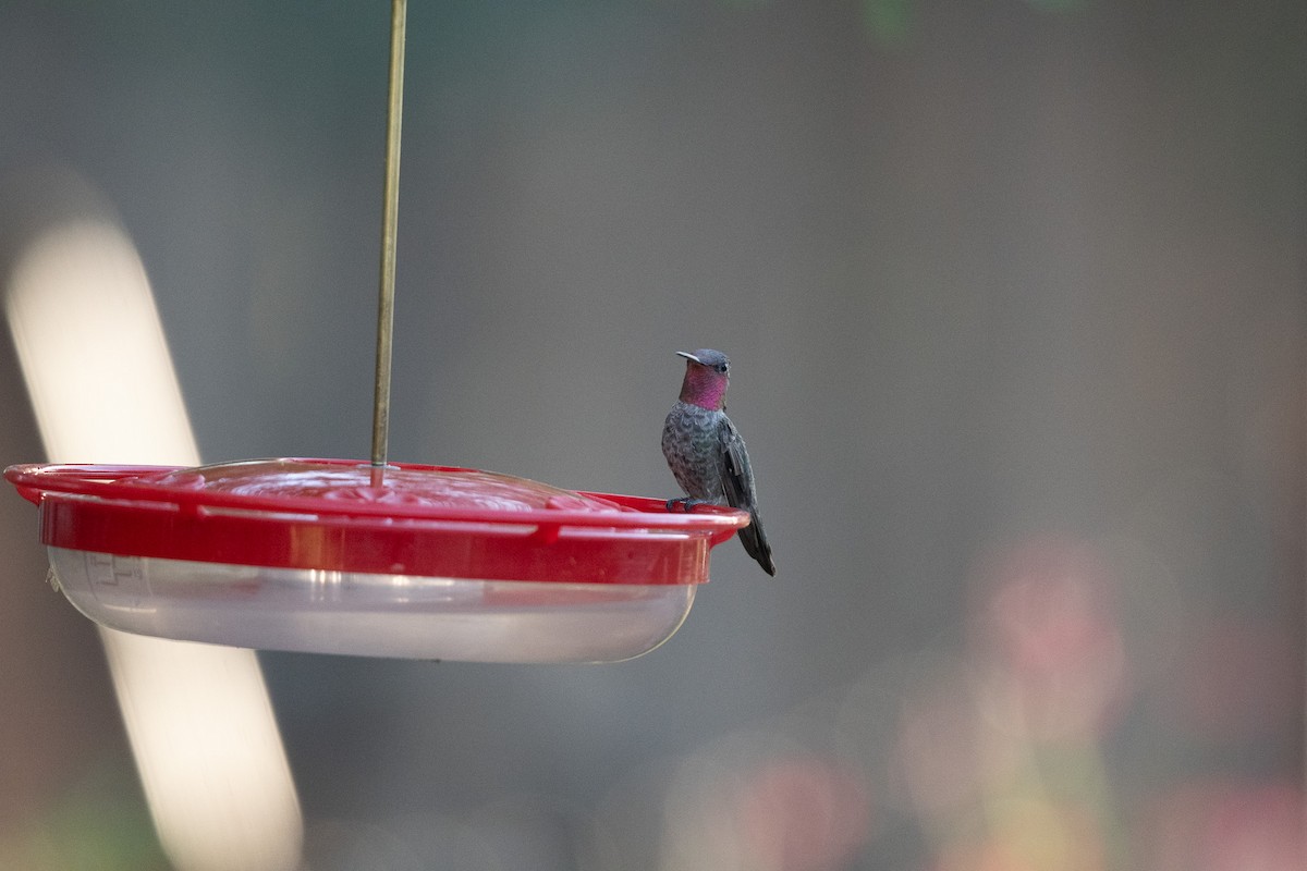 Anna's Hummingbird - ML620722412