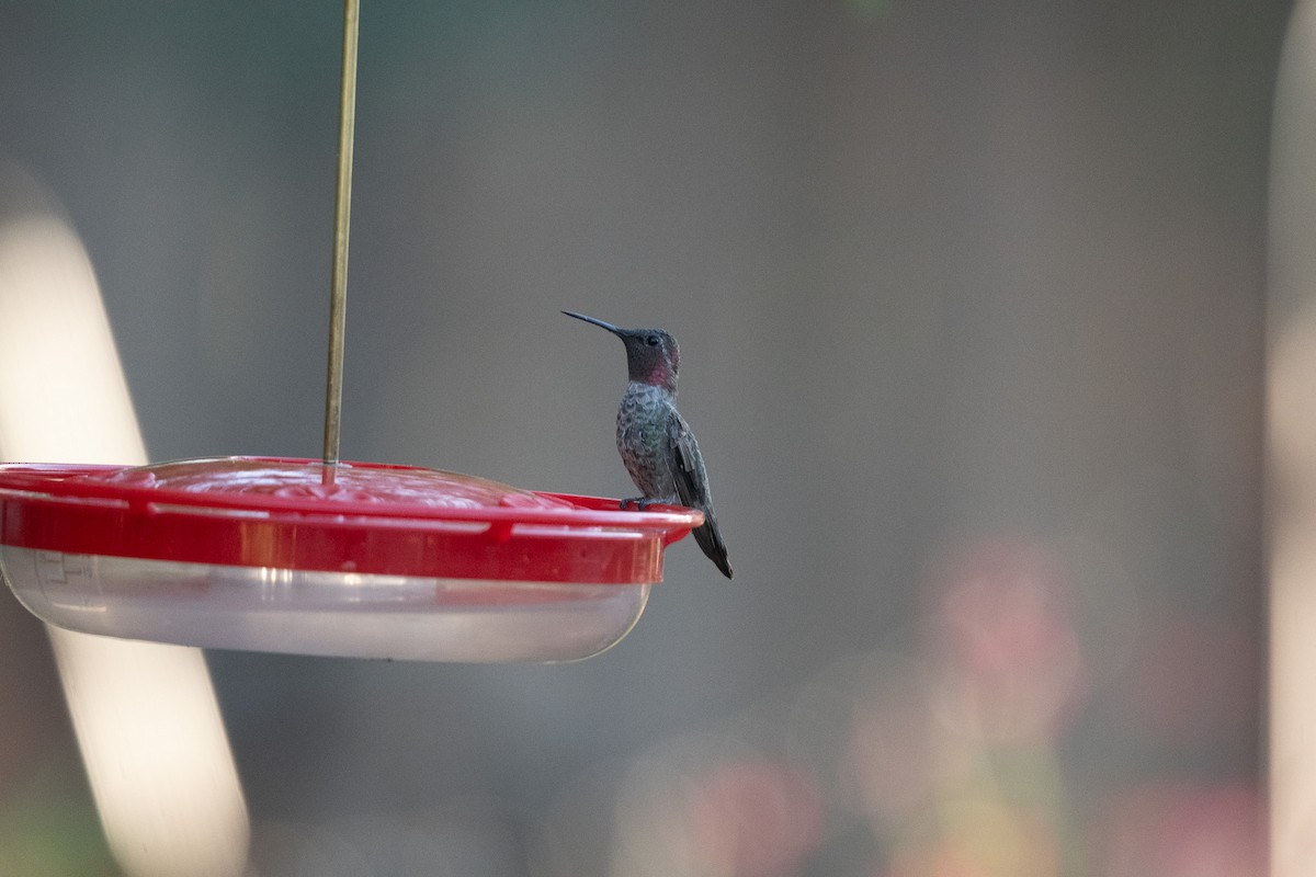 Anna's Hummingbird - ML620722413