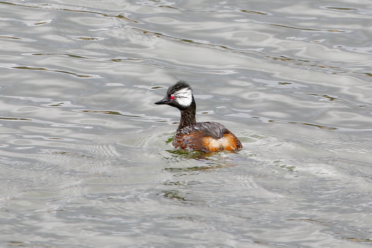 White-tufted Grebe - ML620722417