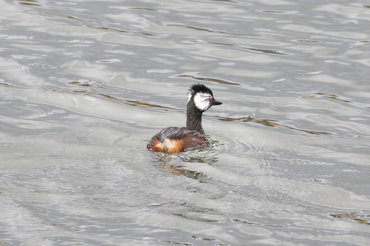 White-tufted Grebe - ML620722418