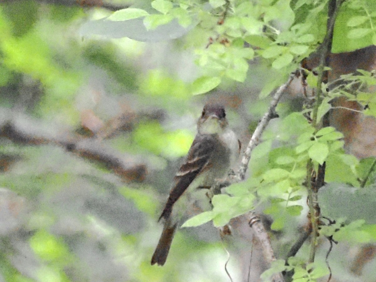 Eastern Wood-Pewee - ML620722424