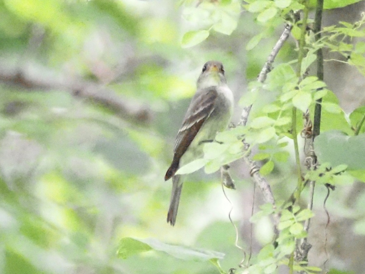 Eastern Wood-Pewee - ML620722425