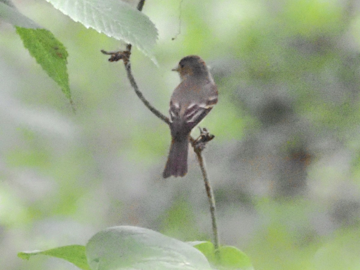 Eastern Wood-Pewee - ML620722426