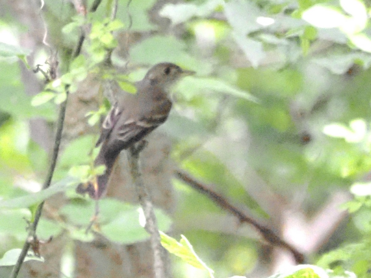 Eastern Wood-Pewee - ML620722427