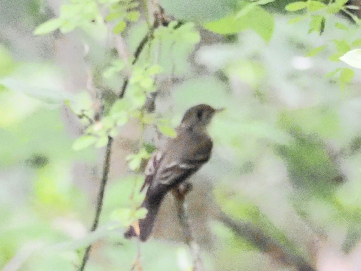 Eastern Wood-Pewee - ML620722428