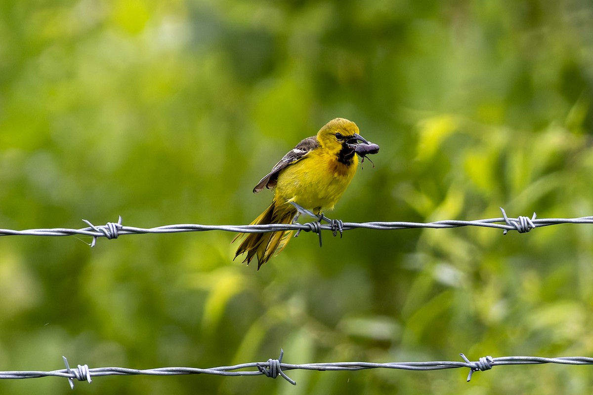 Orchard Oriole - ML620722430