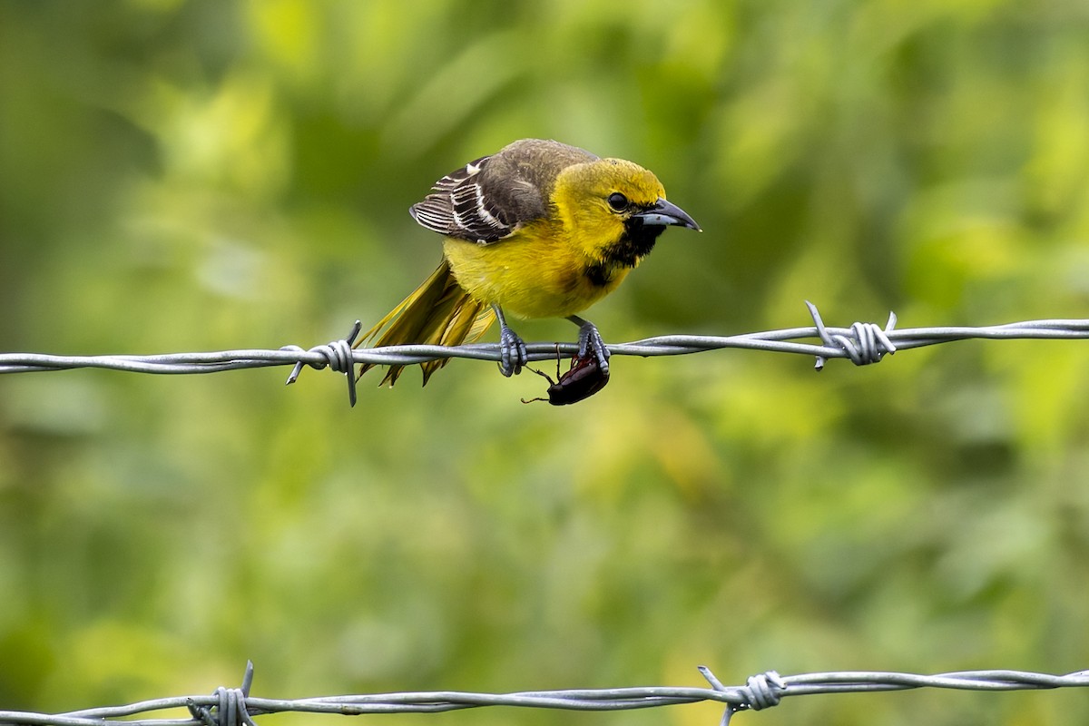 Orchard Oriole - ML620722431