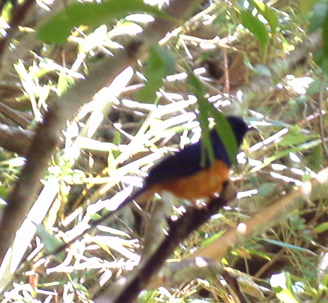 White-rumped Shama - ML620722432