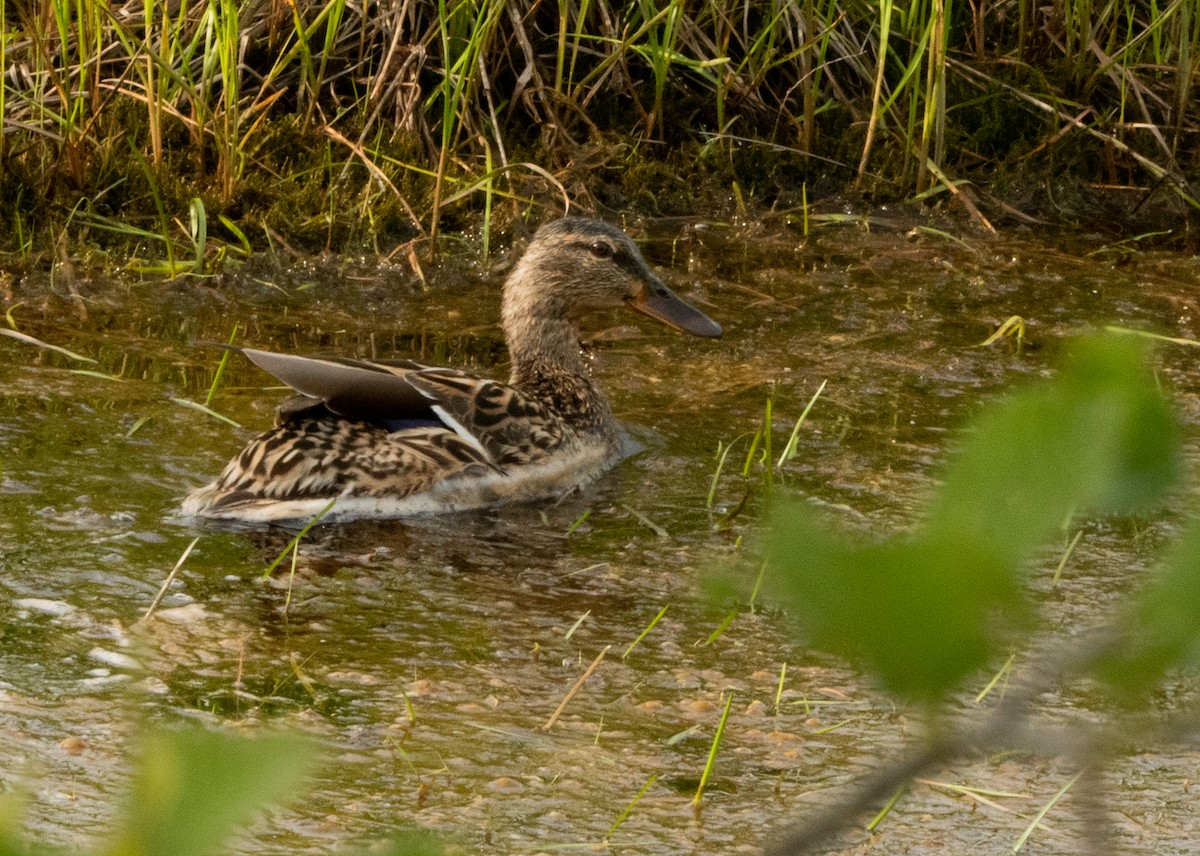 マガモ - ML620722433