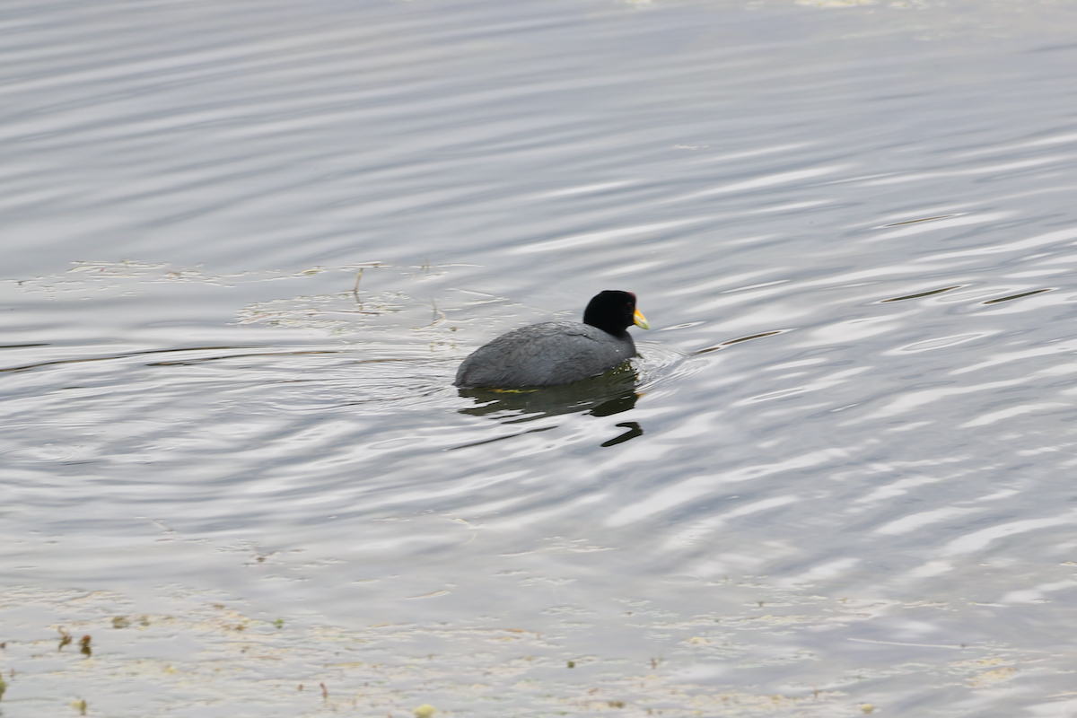 Slate-colored Coot - Matthew Eisenson