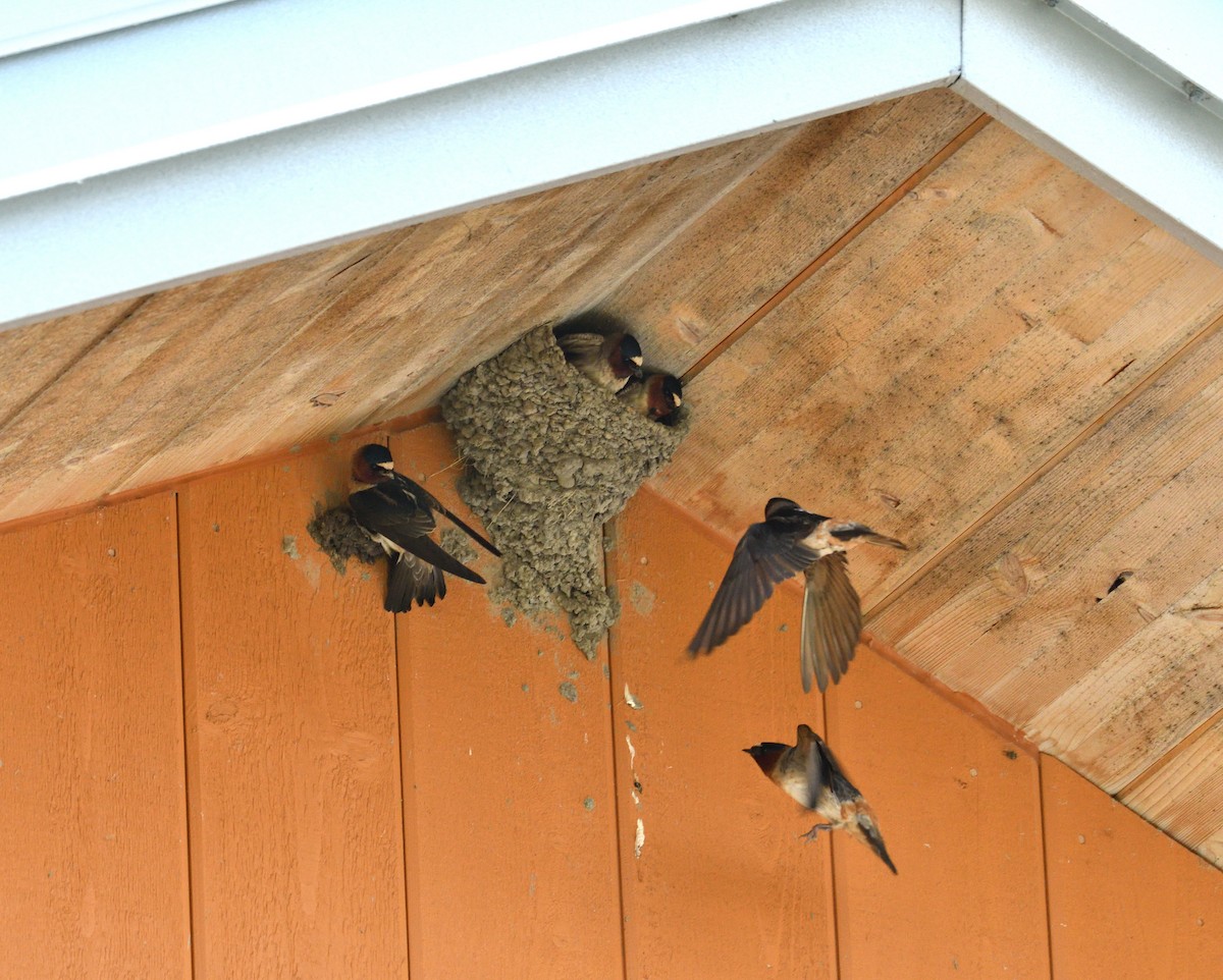 Cliff Swallow - ML620722441