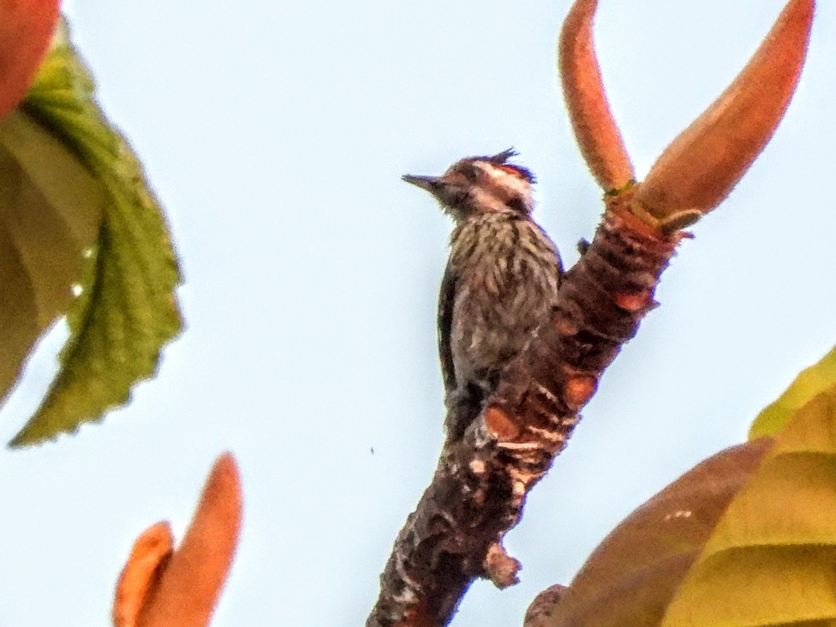 Gray-capped Pygmy Woodpecker - ML620722450