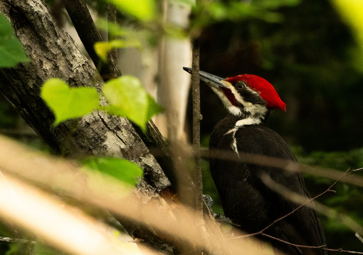 Pileated Woodpecker - ML620722451