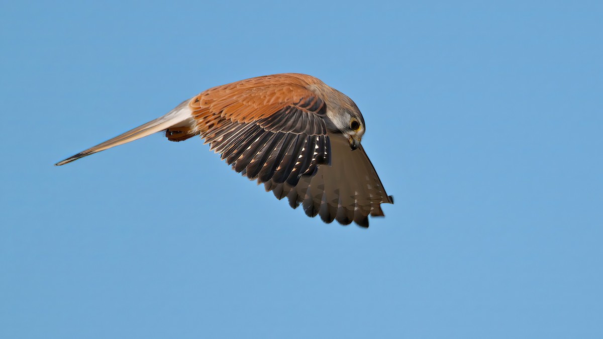 Nankeen Kestrel - ML620722452