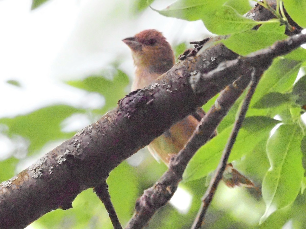 Indigo Bunting - ML620722475