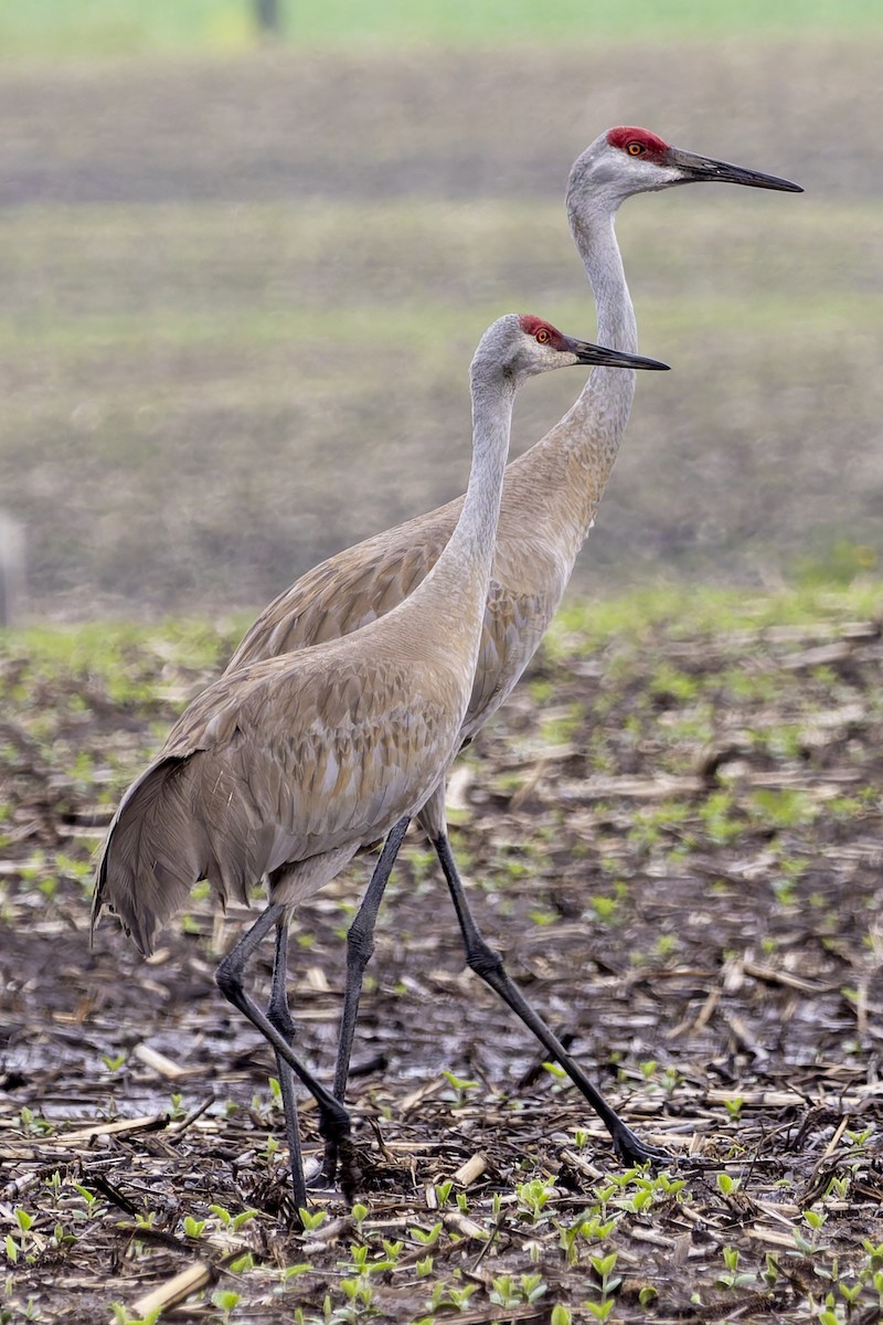 Sandhill Crane - ML620722484