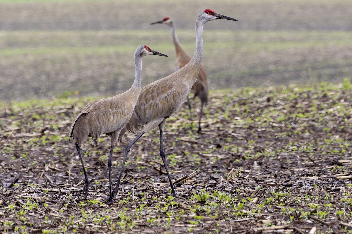 Sandhill Crane - ML620722485