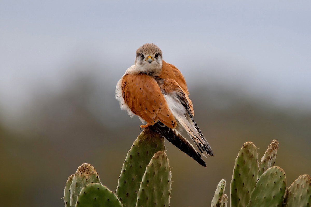 Nankeen Kestrel - ML620722488