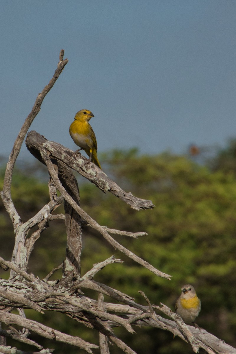 Saffron Finch - ML620722489