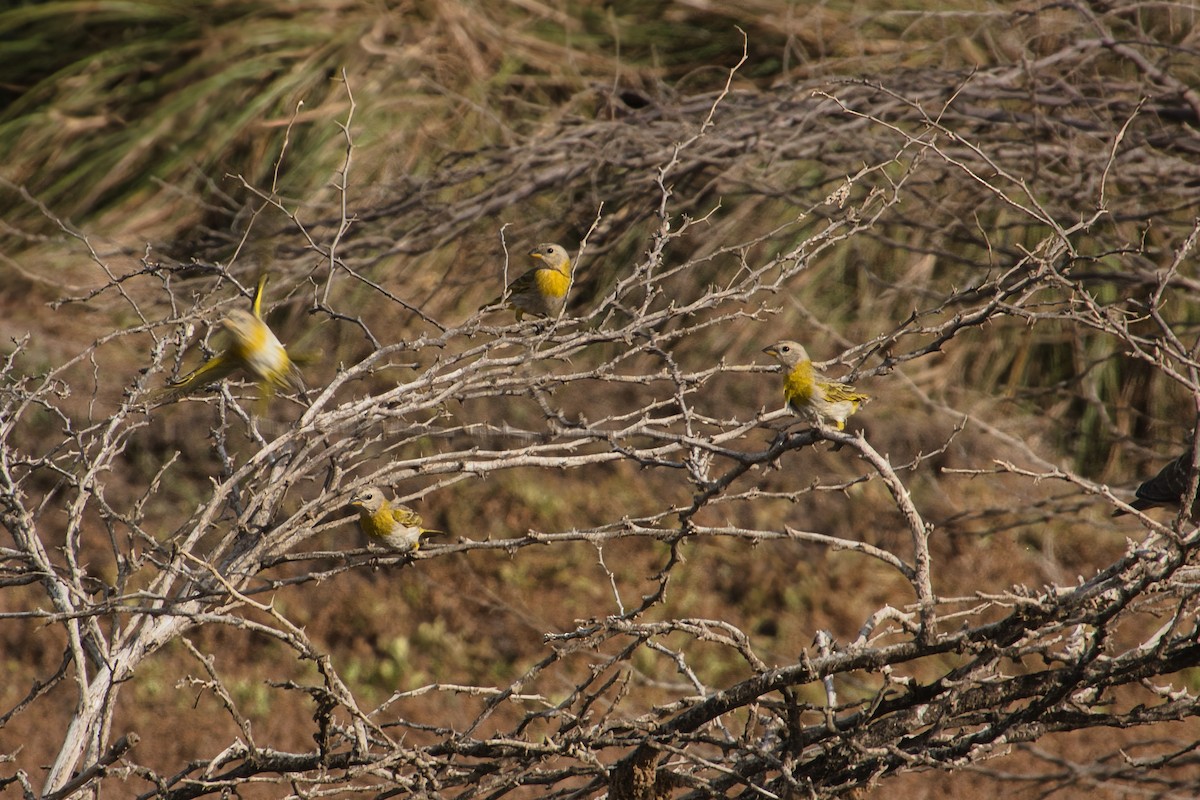 Saffron Finch - ML620722493