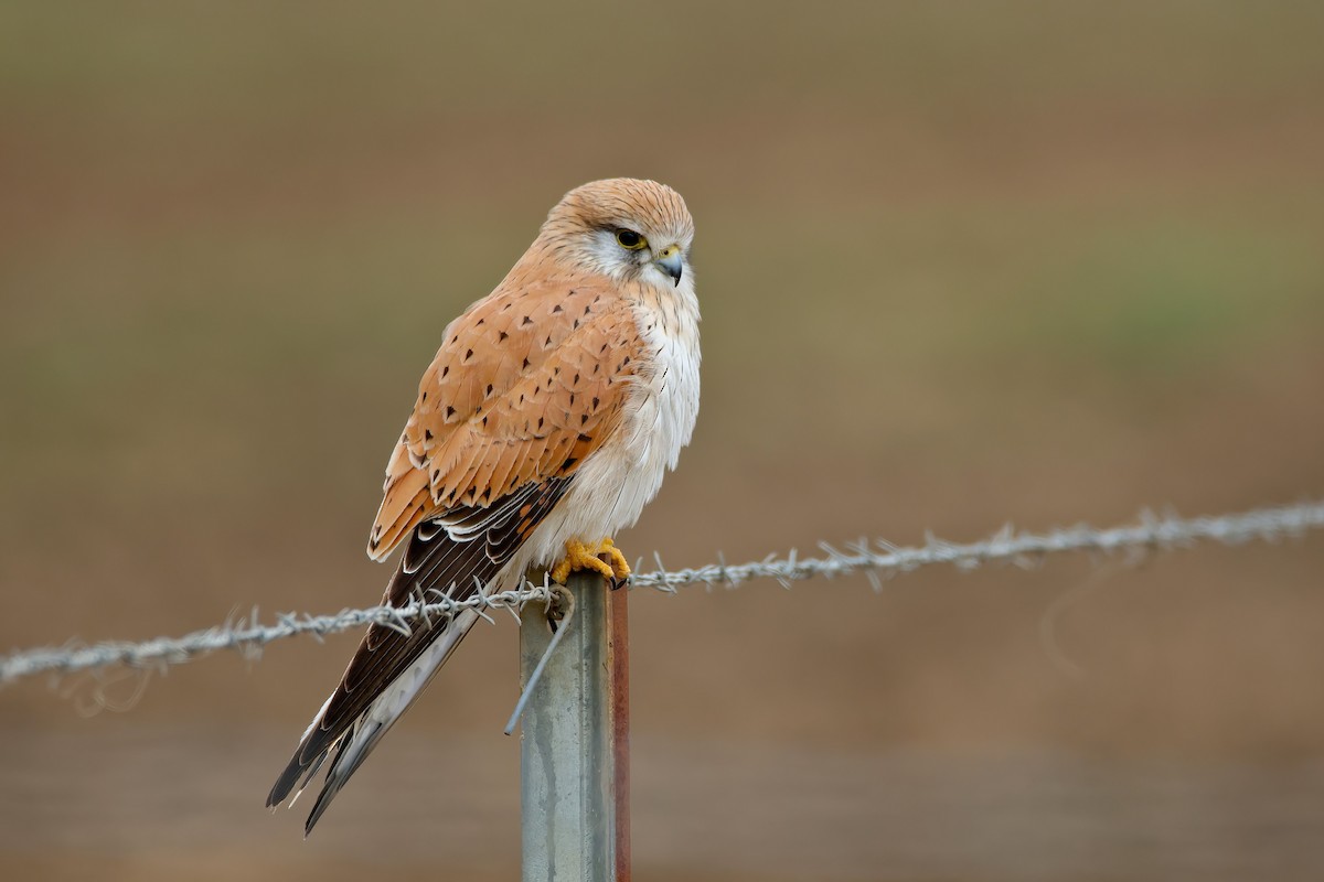 Nankeen Kestrel - ML620722496