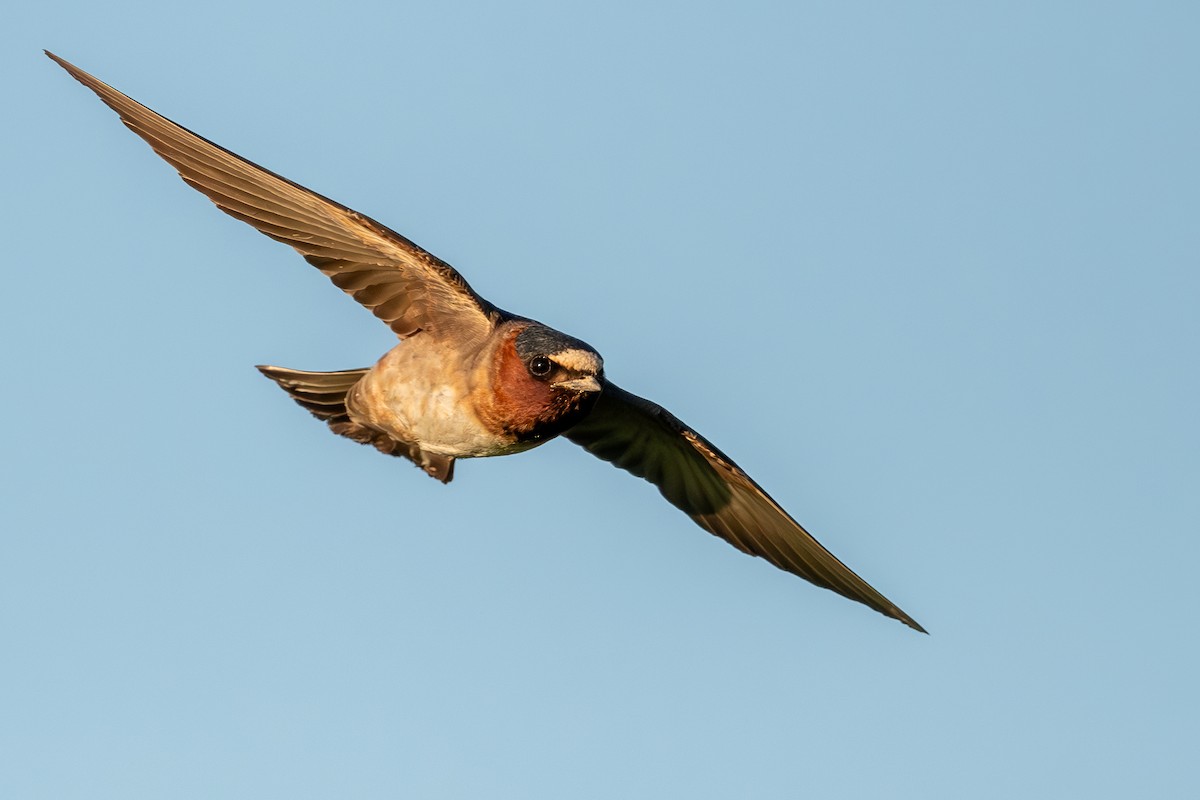 Cliff Swallow - Martin Kaehrle