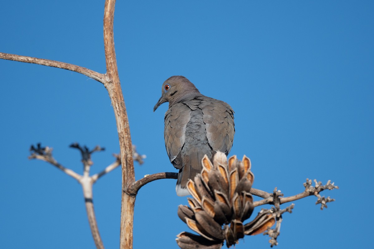 Mourning Dove - ML620722507