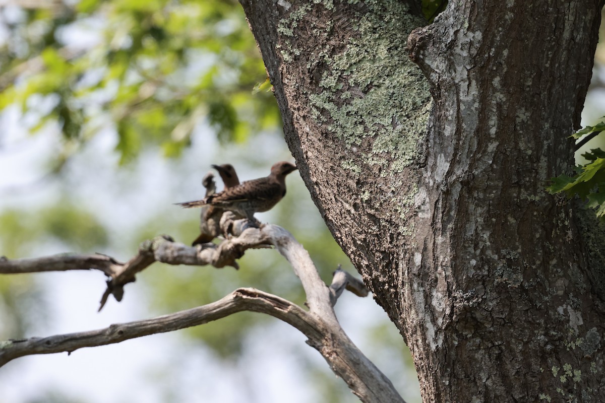 Northern Flicker - ML620722509