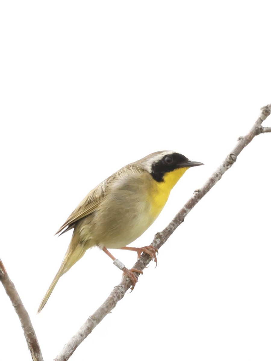 Common Yellowthroat - ML620722510