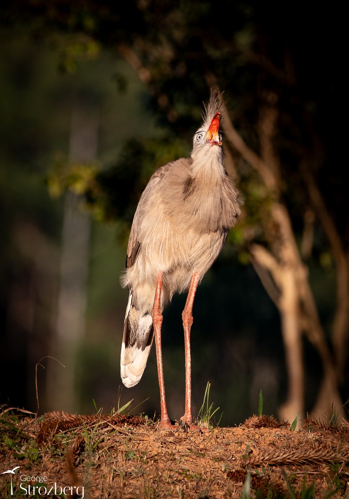 Red-legged Seriema - George Strozberg