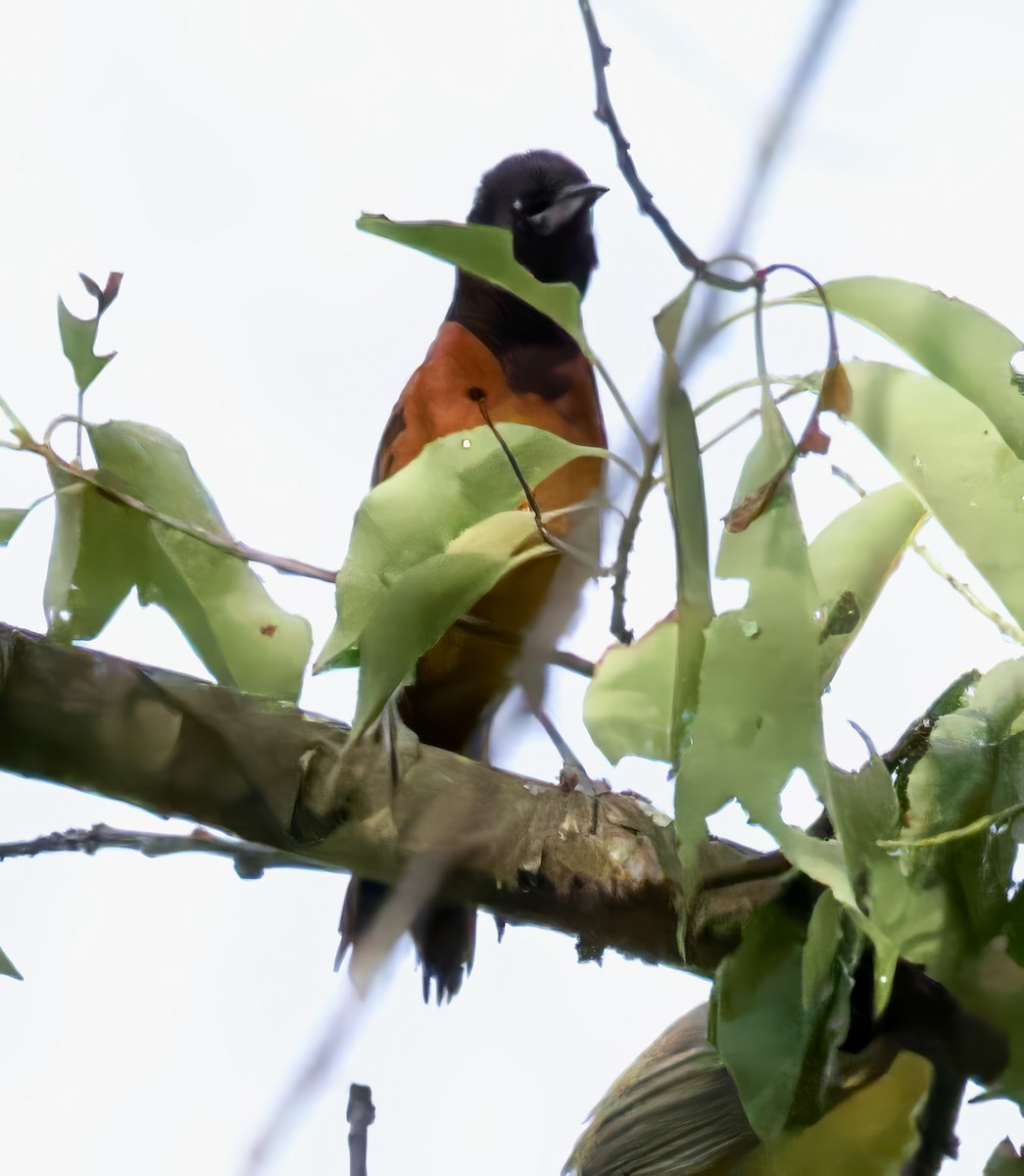 Orchard Oriole - ML620722514