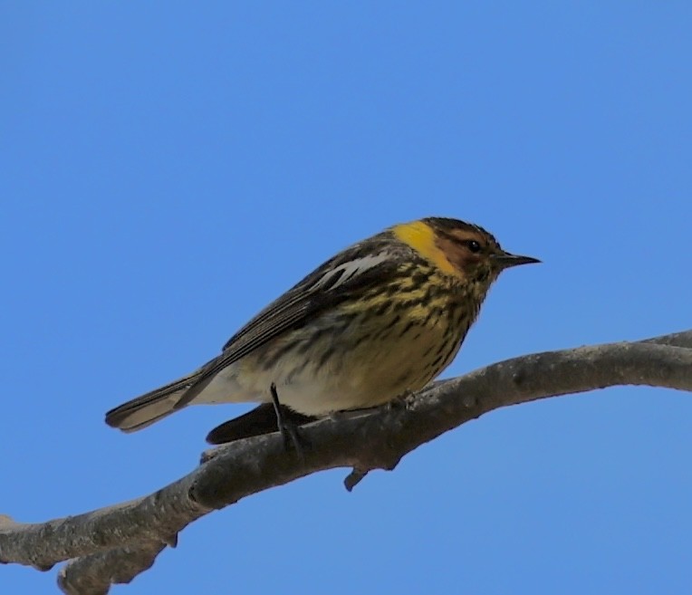 Cape May Warbler - ML620722516