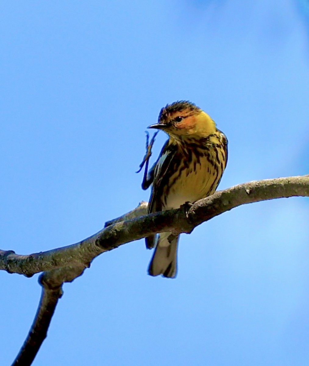 Cape May Warbler - ML620722518