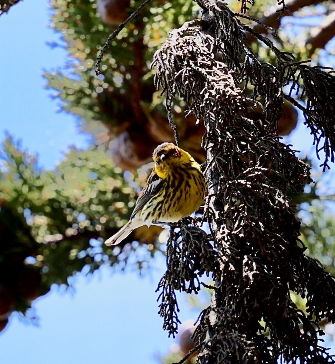 Cape May Warbler - ML620722519