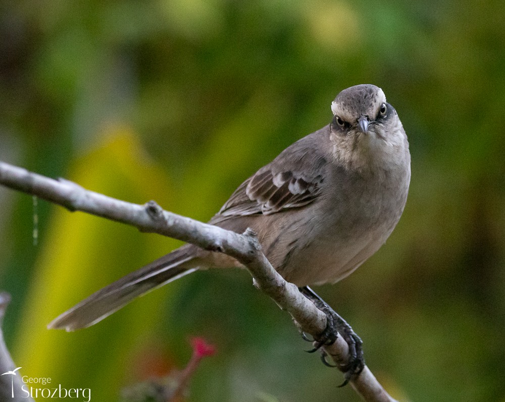 Chalk-browed Mockingbird - ML620722524