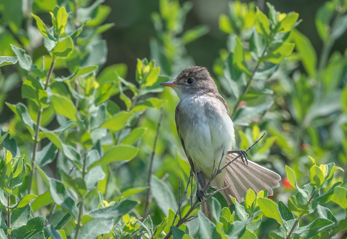 Willow Flycatcher - ML620722525