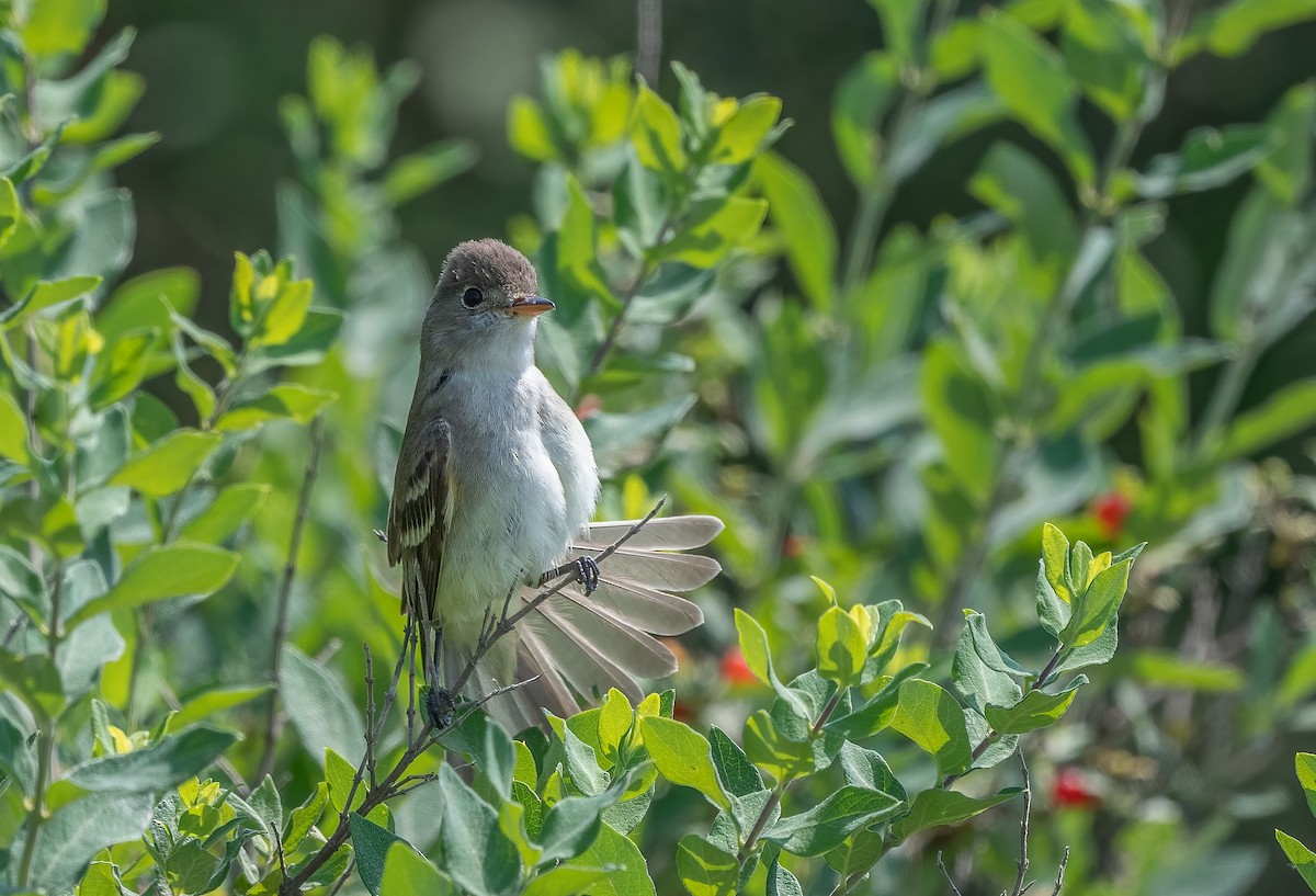 Willow Flycatcher - Sandy Podulka