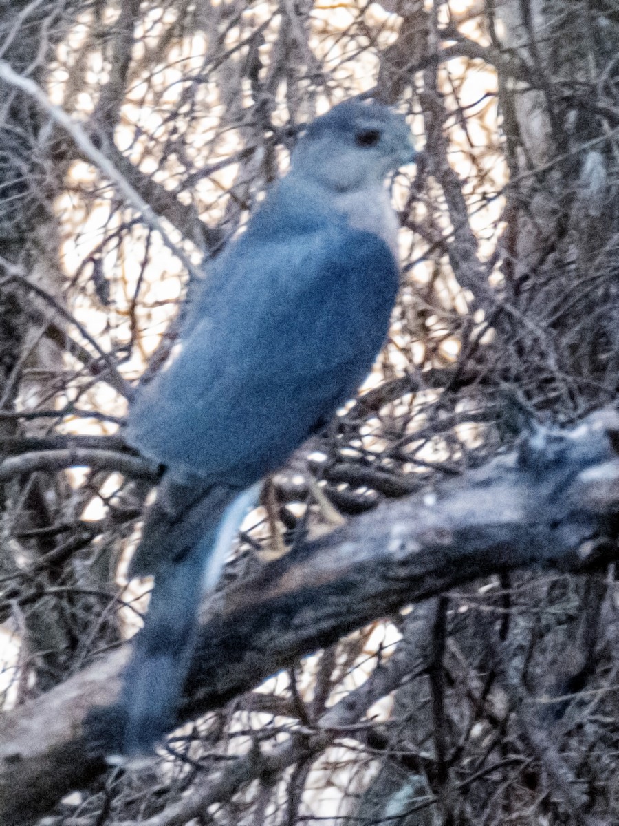 Sharp-shinned Hawk - ML620722527