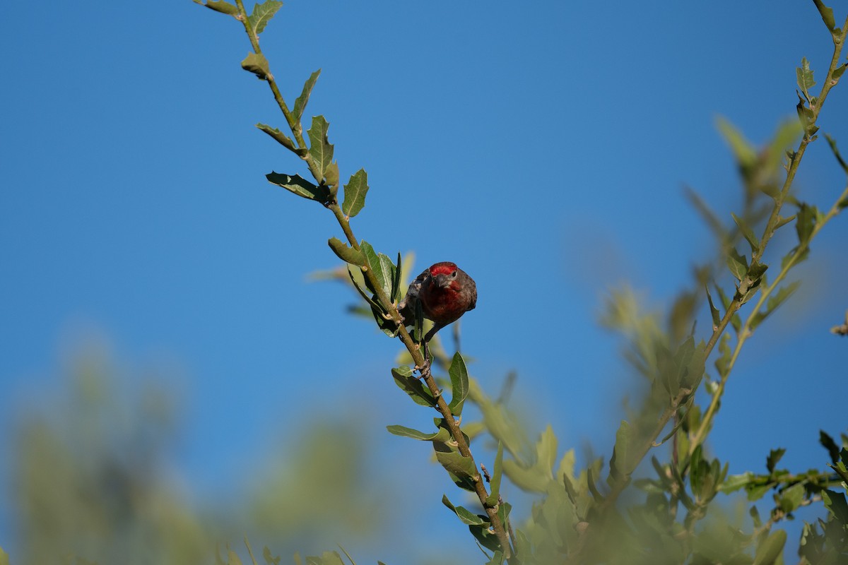 House Finch - ML620722528