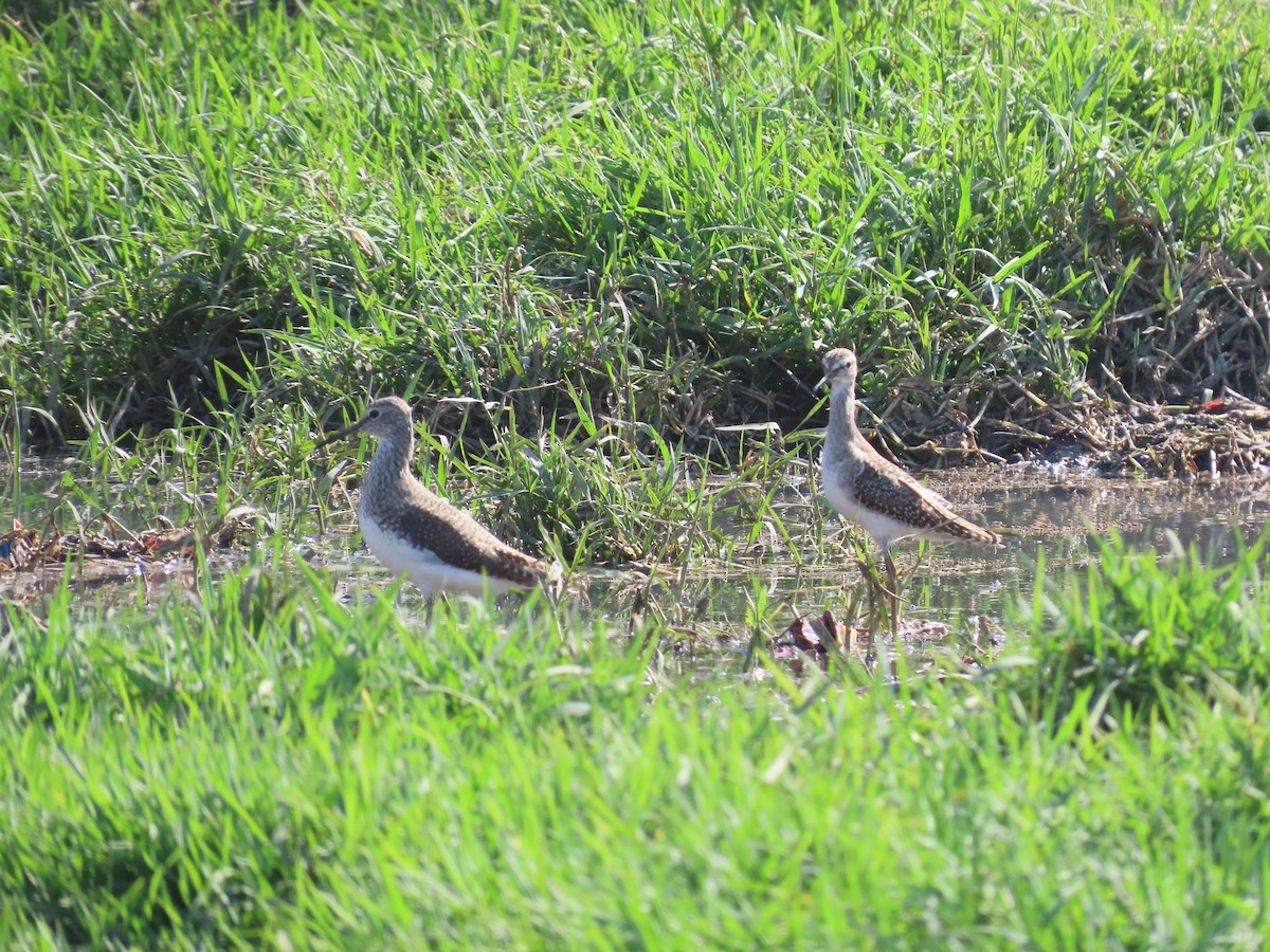 Wood Sandpiper - ML620722537