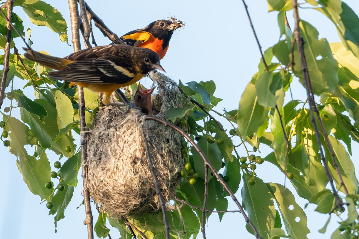 Baltimore Oriole - Martin Kaehrle