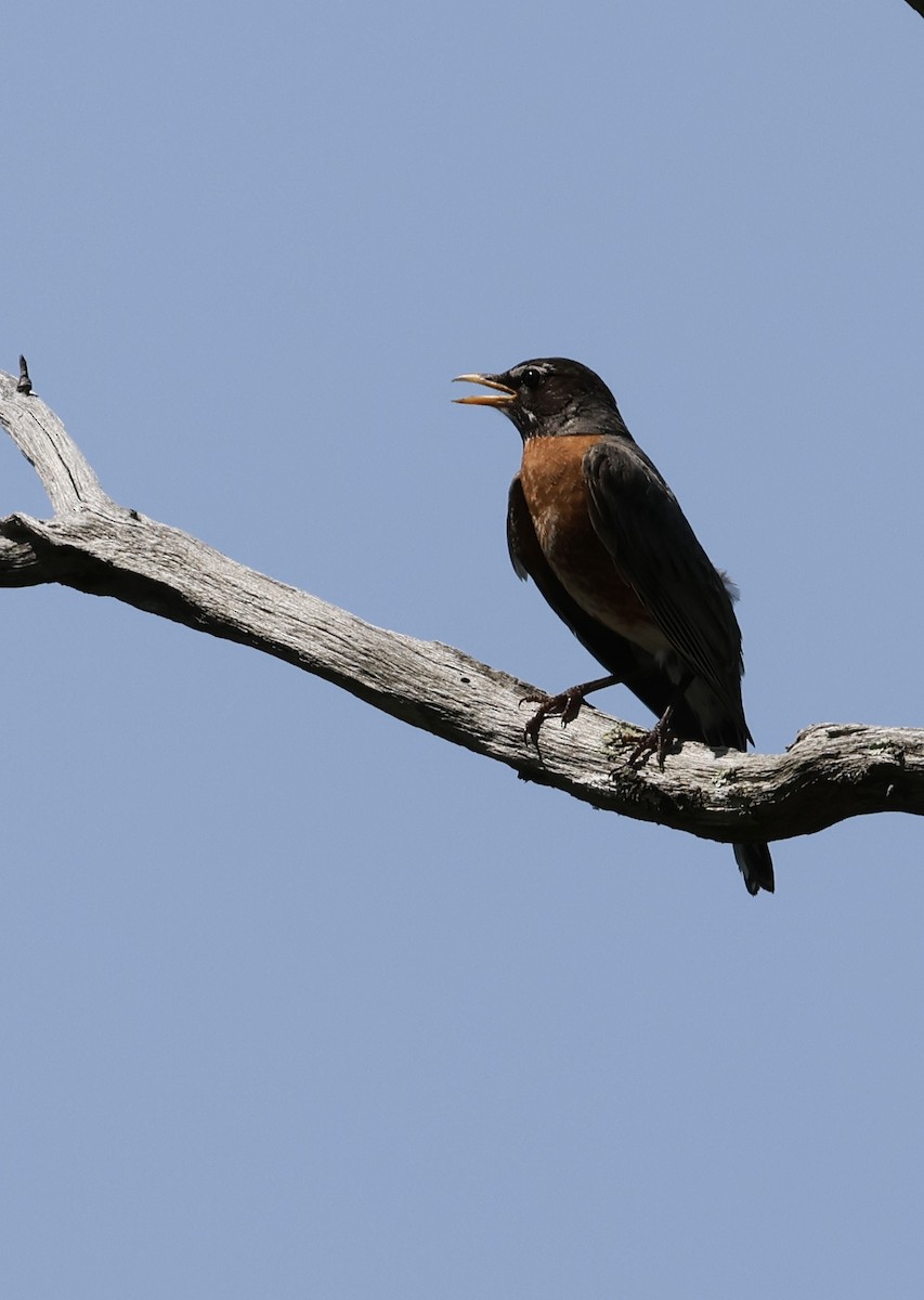 American Robin - ML620722546