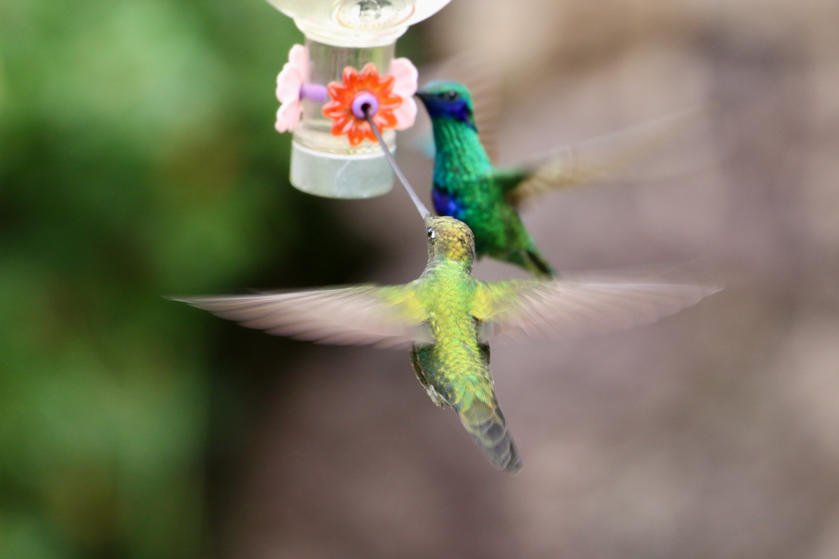 Sword-billed Hummingbird - ML620722562