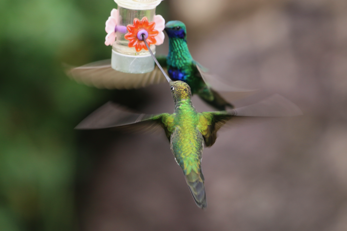 Sword-billed Hummingbird - ML620722563