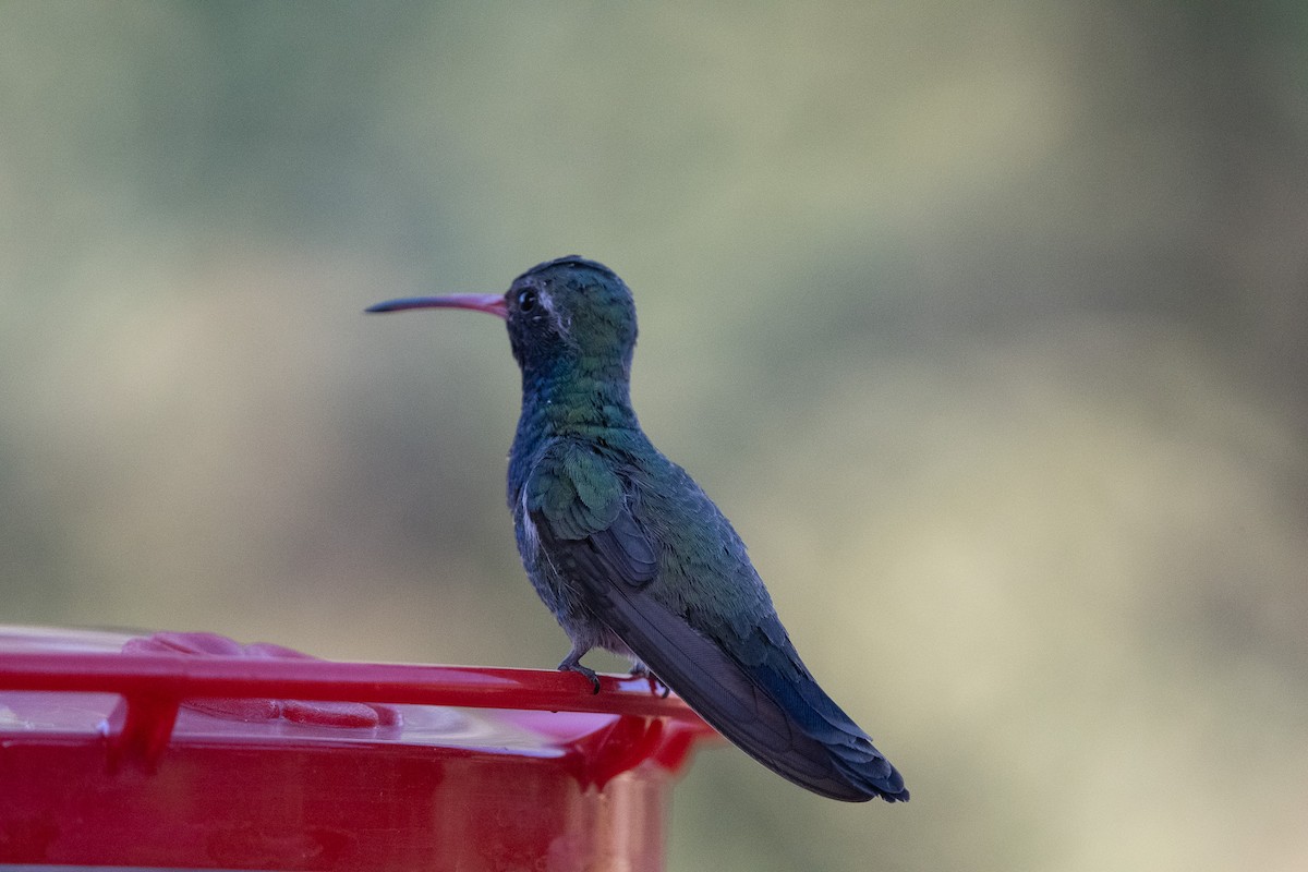 Broad-billed Hummingbird - ML620722565