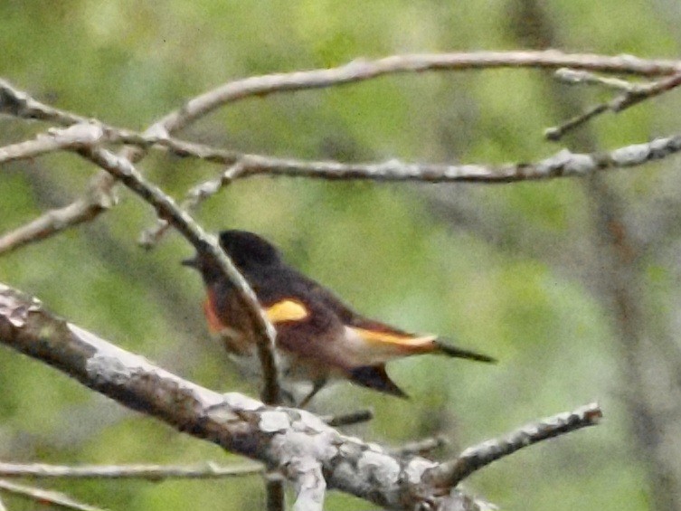 American Redstart - ML620722574