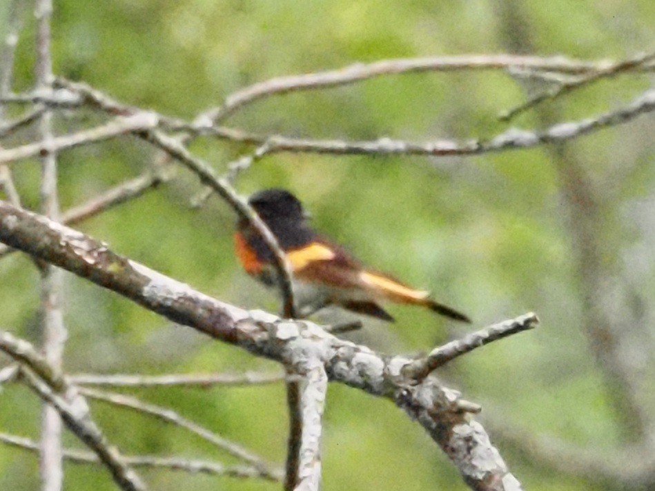 American Redstart - ML620722575