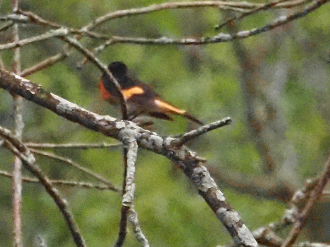 American Redstart - ML620722577