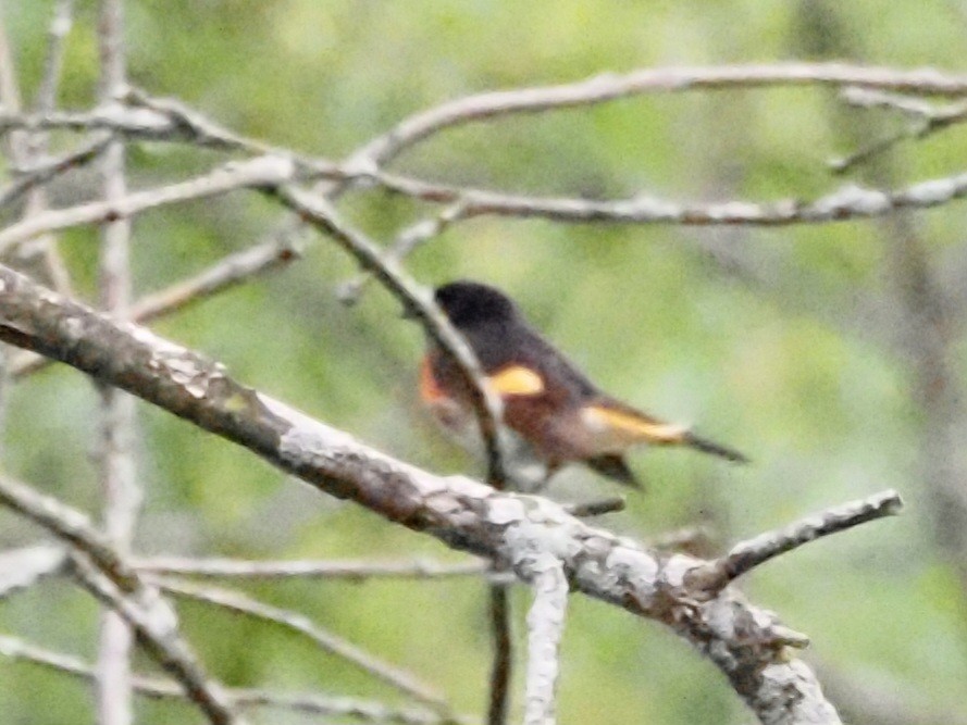 American Redstart - ML620722578