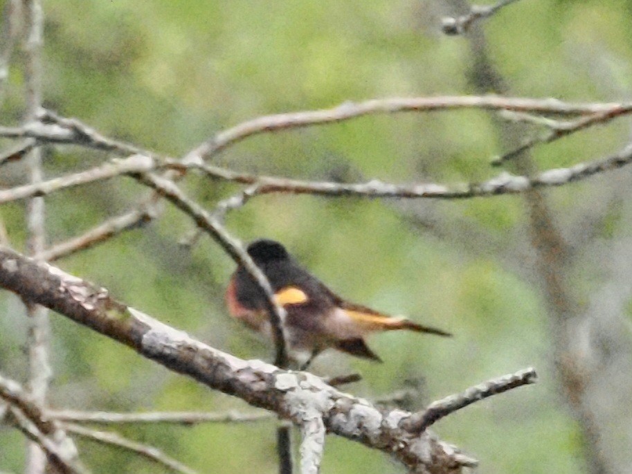 American Redstart - ML620722579